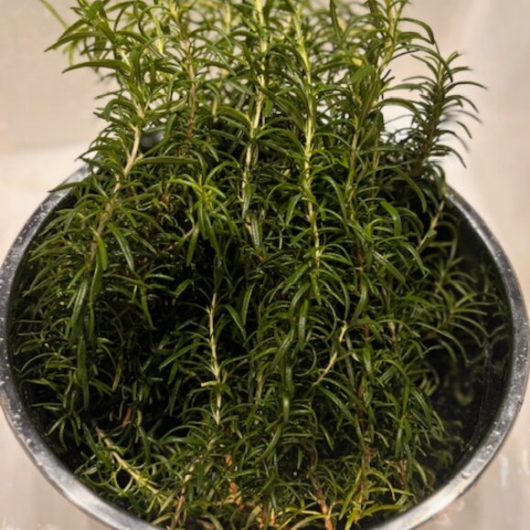 Lavender Rosemary Divine Natural Hair Oil - Picture 4 of 8